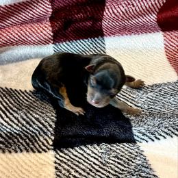 Tres - Black and tan male Yorkshire Terrier puppy in Pryor, Oklahoma from DK’s Littles & Co