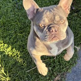 Dachshund and French Bulldog All Grown Up from Faith Ann's Dachshunds