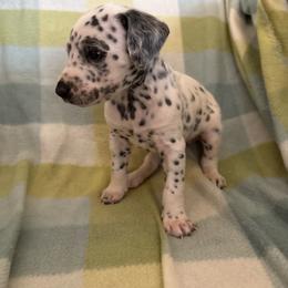 Carl - White and black male Dalmatian puppy in Fort Cavasos, Texas from Mainstreet Dalmation
