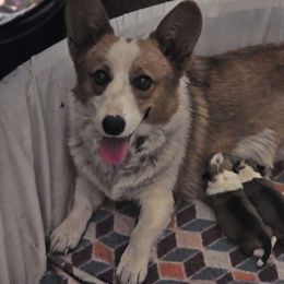Buttons - Pembroke Welsh Corgi