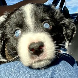 Aussiedoodle, Australian Shepherd, Miniature American Shepherd, and Miniature Australian Shepherd Puppies from Bline's Awesome Aussies