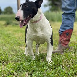Bull Terrier All Grown Up from Elite Bull terriers