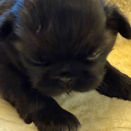 Shih Tzu Puppies from Ridgehaven Shih Tzus