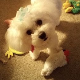 Bunny - Bichon Frise