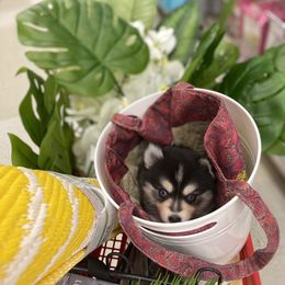 Pomsky and Siberian Husky Puppies from Pine and Sea Pomskies
