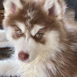 Siberian Husky puppies from TRUHUSKY SIBERIANS