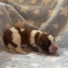 Quake - Brown and white male Saint Berdoodle puppy in Traverse City, Michigan from Bare Paws Saint Berdoodles