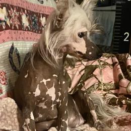 Chihuahua and Chinese Crested Puppies from Western Kentucky Chihuahua’s and Chinese Crested’s
