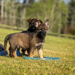 German Shepherd Puppies from Sommerfeld German Shepherds