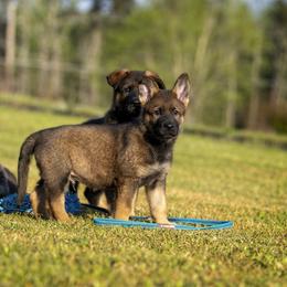 German Shepherd Puppies from Sommerfeld German Shepherds