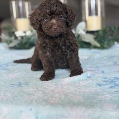 Mini labradoodle Luke - Chocolate male Double Doodle puppy in Millersburg, Ohio from T Sanctum