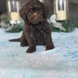 Mini labradoodle Luke - Chocolate male Double Doodle puppy in Millersburg, Ohio from T Sanctum