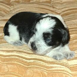 Panda - Parti male Miniature Schnauzer puppy in Graham, Washington from Kristy's French Bulldogs & Mini Schnauzers