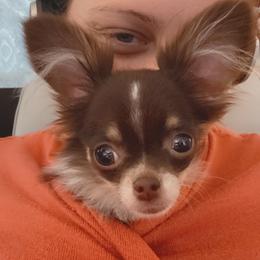 Chihuahuas, Cockapoos, Cocker Spaniels, and Poodles from Camic Cockapoos