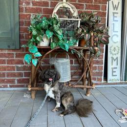 Pepper - Lhasa Apso