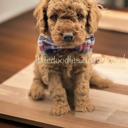 Goldendoodle Puppies from Littledoodles2love