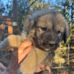 Taco - Beige male Newfoundland puppy in Yreka, California from Lisa Kennedy