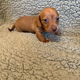 Biscuit - Red male Dachshund puppy in Pollok, Texas from Magnolia Kennels