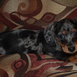 Stitch - Dapple male Dachshund puppy in Oxford, Pennsylvania from Emily’s Dachshund Puppies