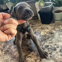 Green - Blue male Great Dane puppy in Plano, Texas from Blue Thunder Danes