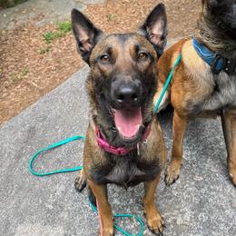 Reign - Belgian Malinois