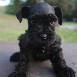 AKC Kobe (Green) - Black male Miniature Schnauzer puppy in Vista, California from Olympus Schnauzers