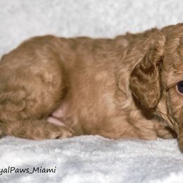 Goldendoodle and Poodle Puppies from RoyalPaws_Miami