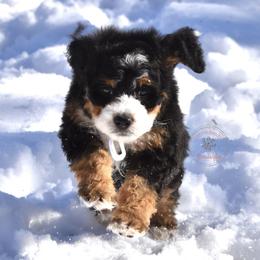 White girl - Tri-color female Bernedoodle puppy in Waukesha, Wisconsin from Bernedoodle Boutique (and Cavapoos)
