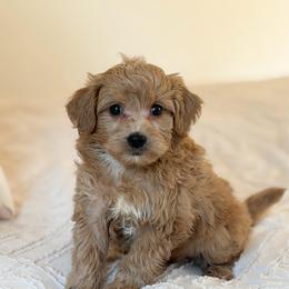 Baxter - Apricot male Goldendoodle puppy in Sallisaw, Oklahoma from Huddle Puppies