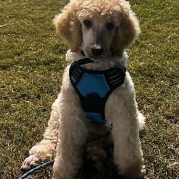 Dallas  Ozzy - Cream male Poodle puppy in Mobile, Alabama from Semmy’s Standard Poodle LLC