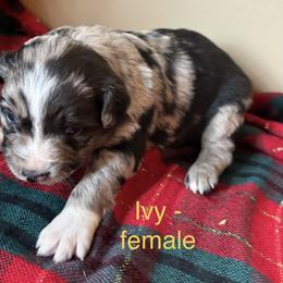 Ivy - Blue merle female Australian Shepherd puppy in Stockport, Ohio from Coleman's Natural Bridge Aussies