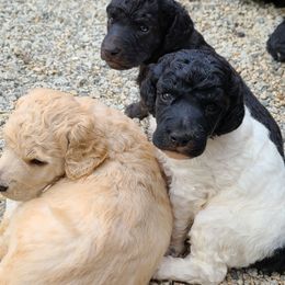 Poodle Puppies from Delovely Standard Poodles
