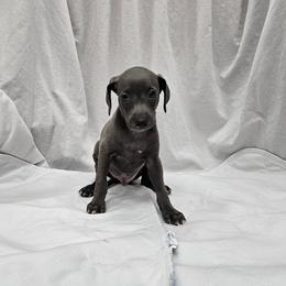 Buzz - Blue male Italian Greyhound puppy in Newalla, Oklahoma from Heartland Iggys