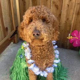 Pumpkin - Goldendoodle