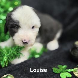 Louise - Gray and white female Old English Sheepdog puppy in Sutherlin, Oregon from Sapphire Eyes Sheepdogs