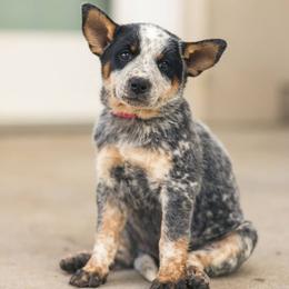 Australian Cattle Dog Puppies from Christensen Heelers