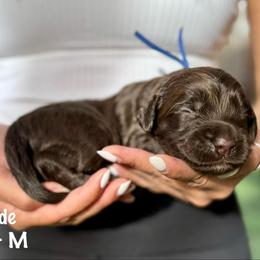 Spade - Chocolate male Australian Labradoodle puppy in Morgan Hill, California from Loving Labradoodles