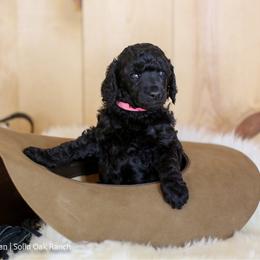 Dally - Blue female Poodle puppy in Arlington, Ohio from Solid Oak Ranch