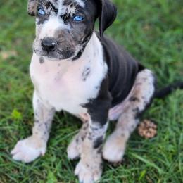 Catahoula Leopard Dog Puppies from Peach Tree Catahoulas