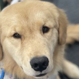 Golden Retrievers, Labrador Retrievers, and Samoyeds from Carefree Samoyeds & Deserthills Labradors