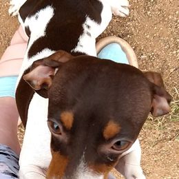 Lucy - Dachshund