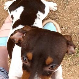 Lucy - Dachshund