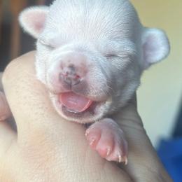 Faith - Merle female Chihuahua puppy in New Castle, Delaware from Sasha’s Elite Kennel LLC