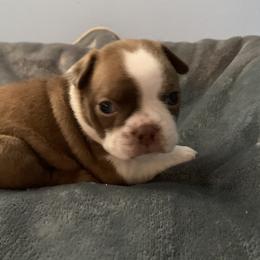 Henry - Seal and white Boston Terrier puppy in Jupiter, Florida from CJM Boston and Boxer Puppies