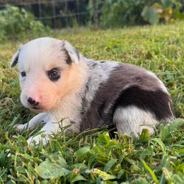 Tilly - Blue merle female Border Collie puppy in Chattanooga, Tennessee from Ross Vegas Kennels