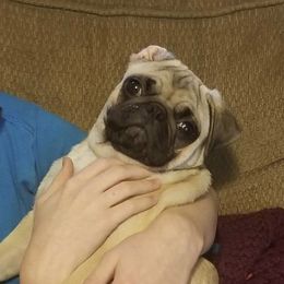 Pugs from Grumble Cafe