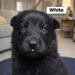 German Shepherd Puppies from Ray Ranch, LLC
