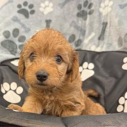 Bear - Cream male Yorkipoo puppy in Walla Walla, Washington from Linda Sherman