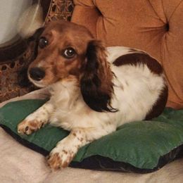 Dachshunds from Loves Little Doxies