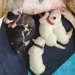 Bull Terriers from Scrumdiddlyumptious Bull Terriers